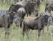 09 Days Tanzaina Wildebeest Migration Safari.JPG