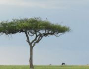 Africa Safari.JPG