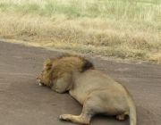East Africa safaris.JPG