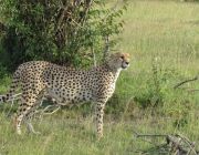 Tanzania Wildlife Tours.JPG