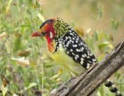 Birdwatching in Tanzania.JPG