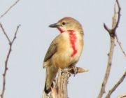 Birdwatching in Samburu.JPG