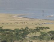 Lake Nakuru National Park.JPG
