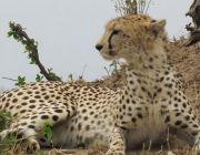 Maasai Mara game Reserve.JPG