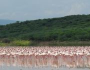 Flamingos in Rift Valley lakes.JPG
