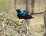 Birdwatching in kenya.JPG