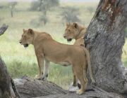 Lions in Serengeti.JPG