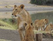 Ol pejeta Conservancy.JPG