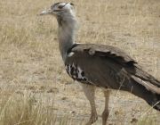 Birdwatching in Laikipia.JPG