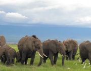 African Elephant safari.JPG