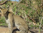 Tsavo East National Park.JPG