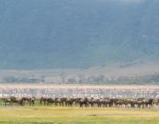 05 Days Tanzania Wildlife Safari.JPG