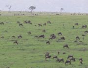 05 Days Wildebeest Migration safari.JPG